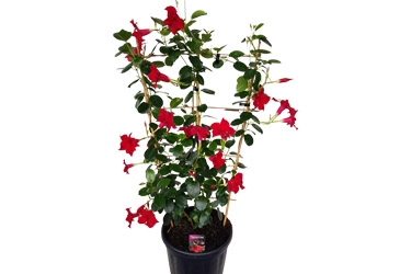 Mandevilla Forever Red Aloha Variety Thumbnail Red.jpg